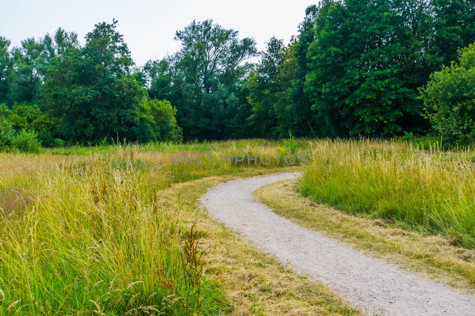 Walking road with grass land, nature landscape in the Melanen, Halsteren, Bergen op zoom, The Netherlands by charlottebleijenberg