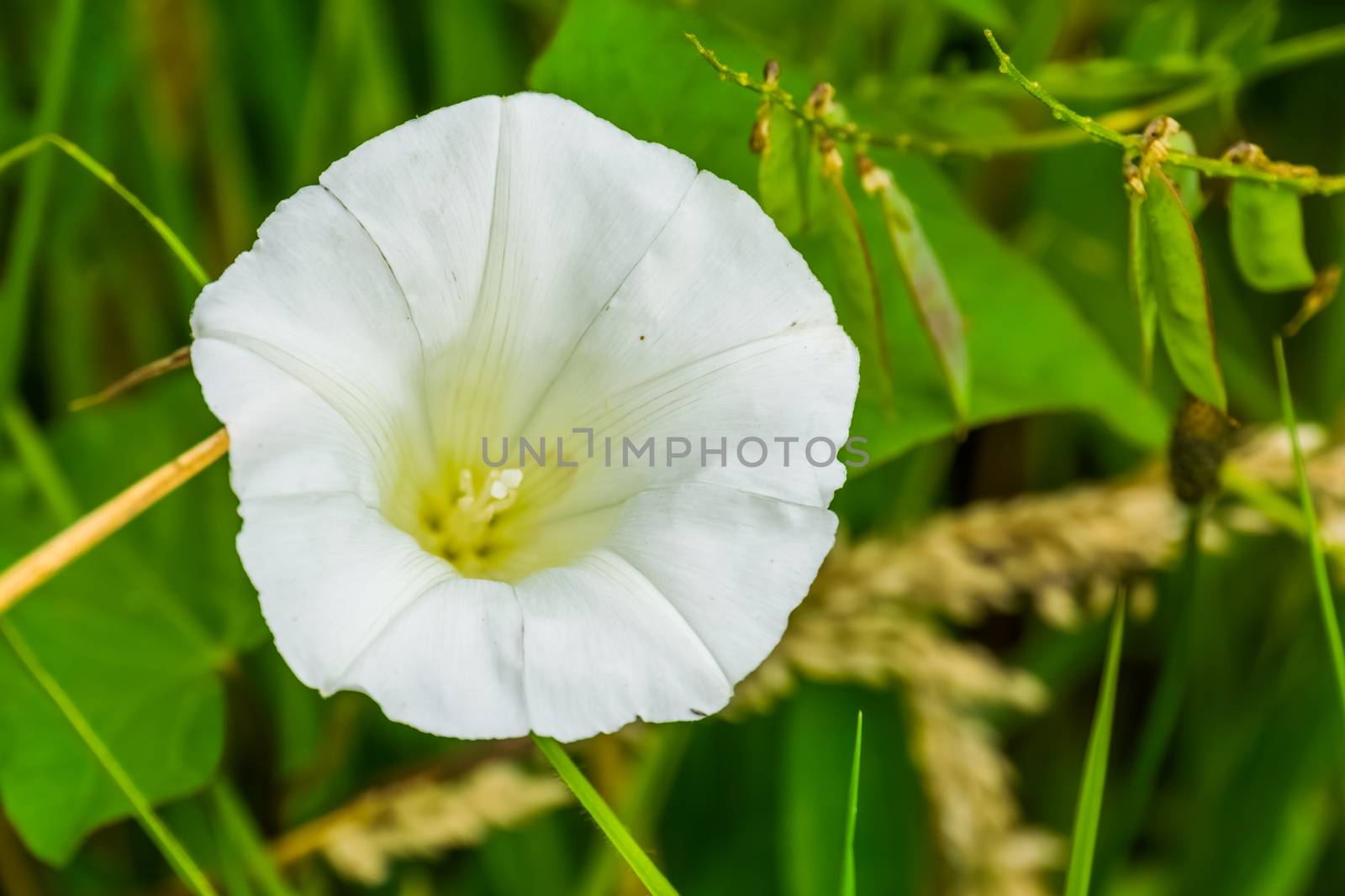 white hedge bindweed flower in macro closeup, popular cosmopolitan plant specie by charlottebleijenberg