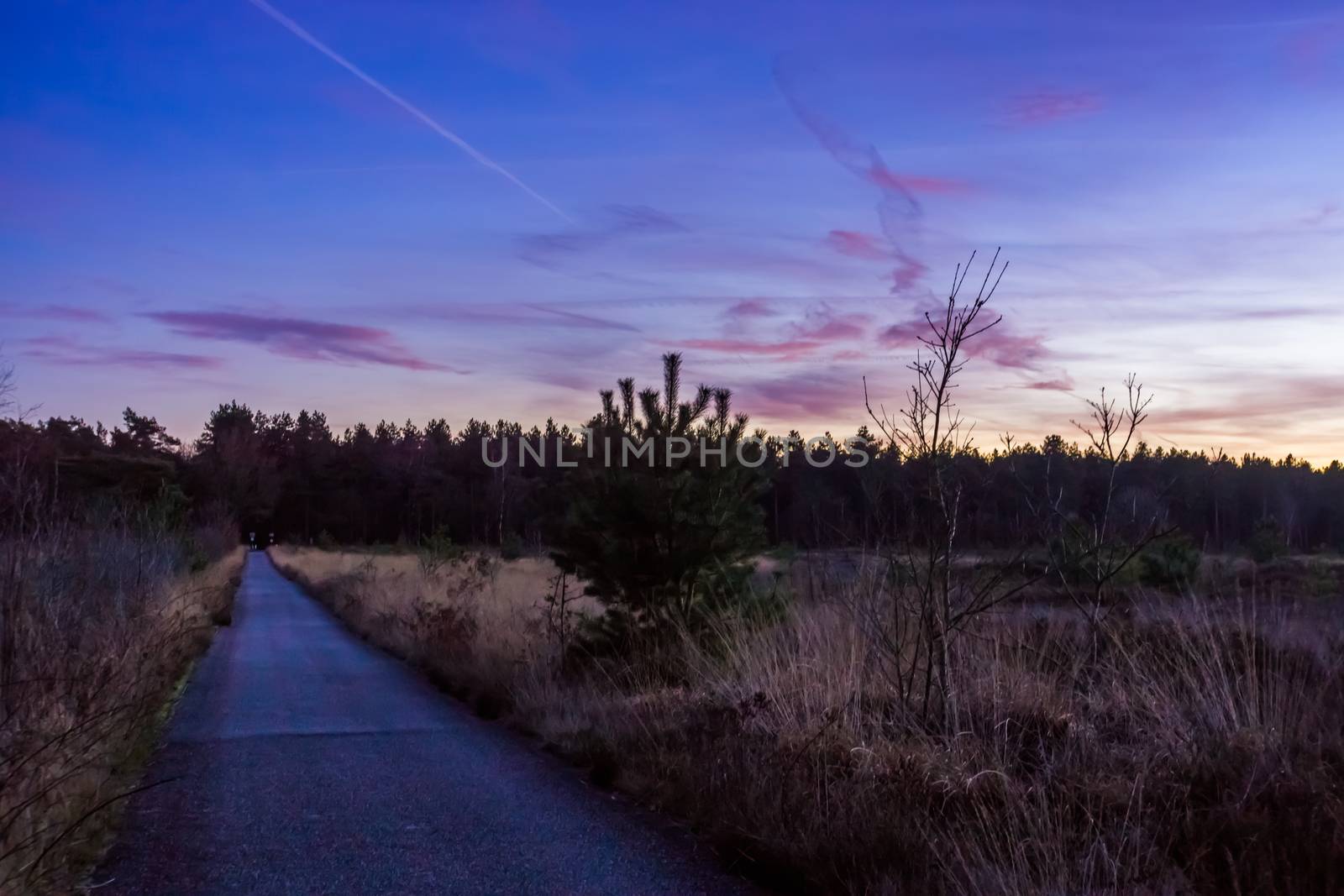 road with heather landscape in the forest rucphen, Nature reserve Rucphense heide During Sunset, The Netherlands