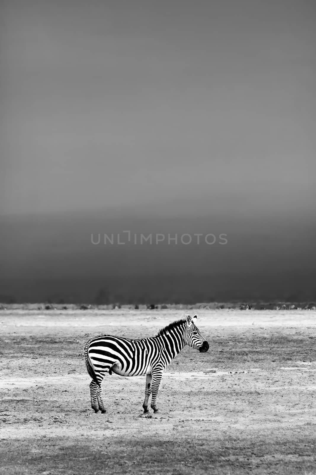 African Wild Zebra by Anna_Omelchenko