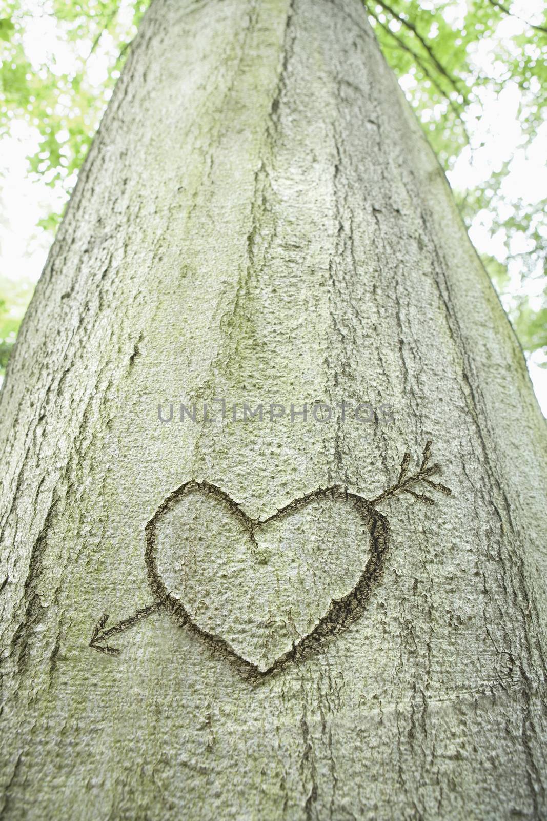 Close-up of an arrow and heart shape carved into the bark of a tree themes of love romance concept symbol