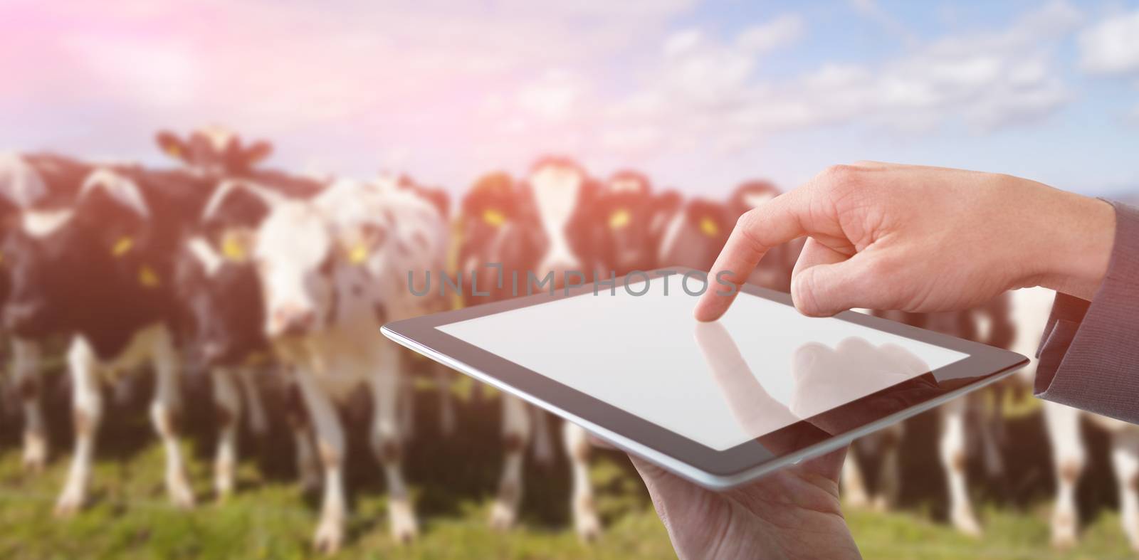 Cropped hands of businessman using digital tablet against cows at farm
