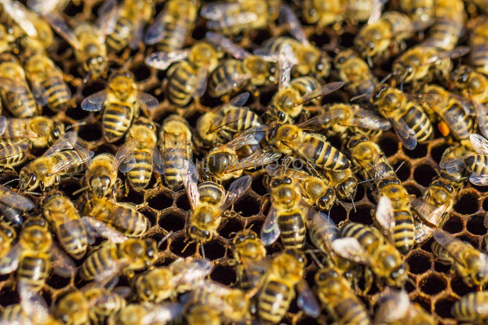 Working bees. Beekeeping