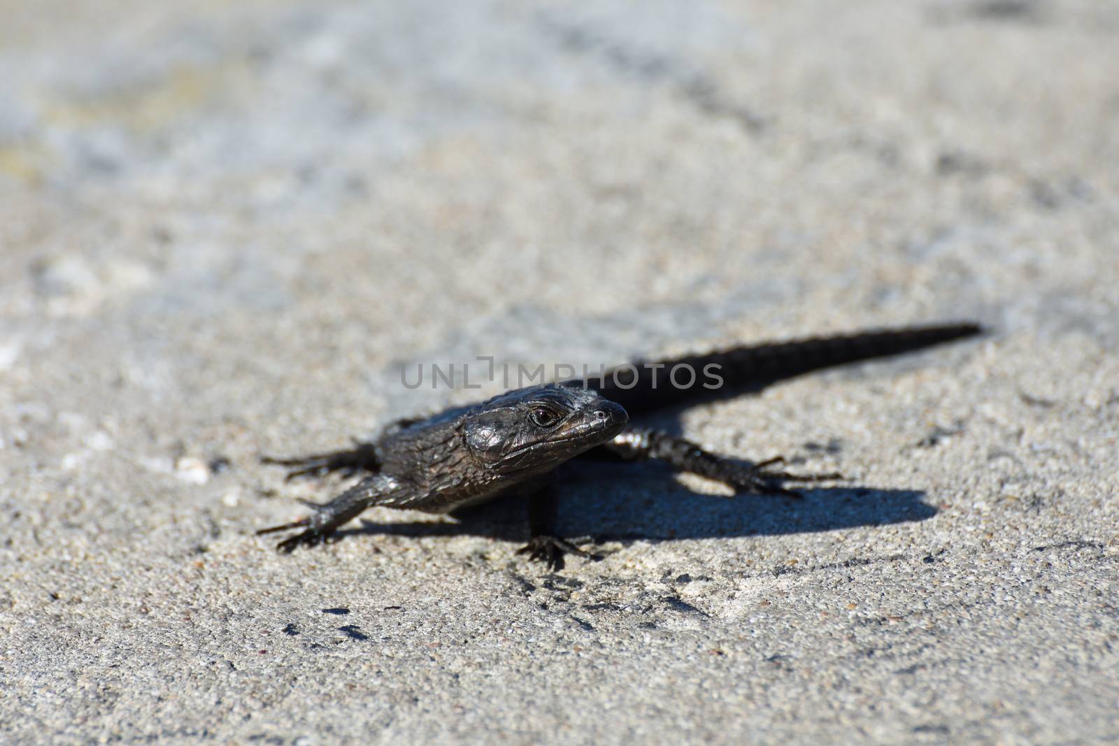 Black Girdled Lizard On Concrete (Cordylus niger) by jjvanginkel