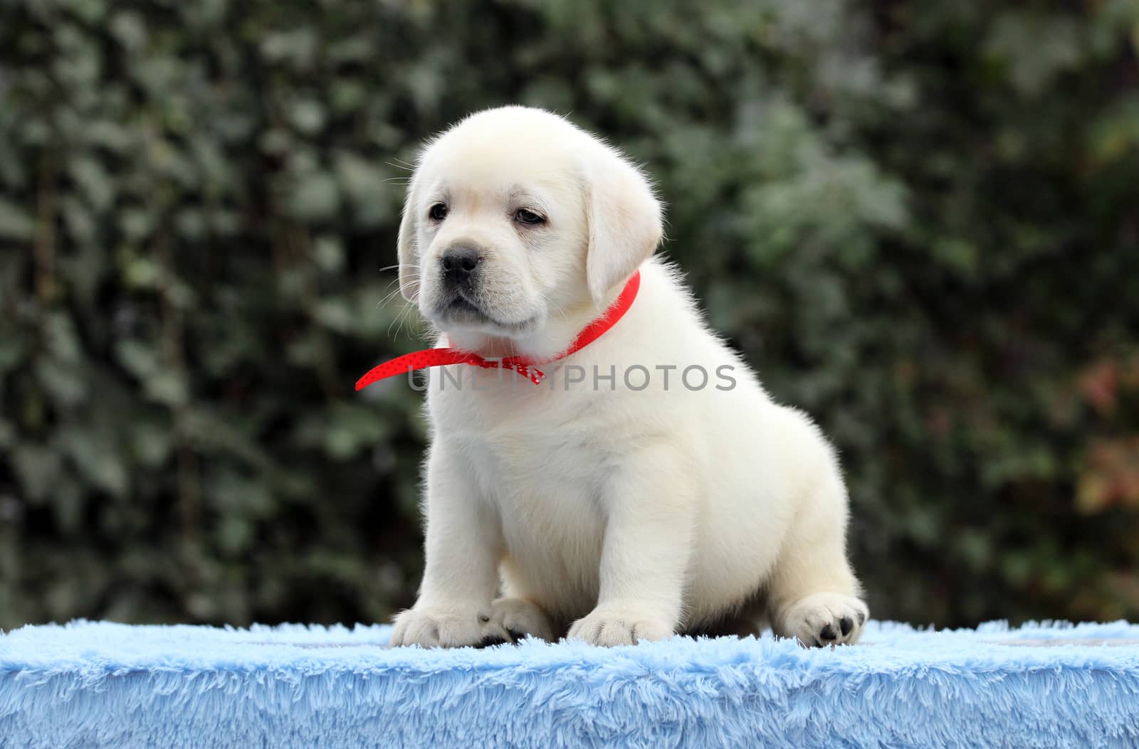the little labrador puppy on a blue background