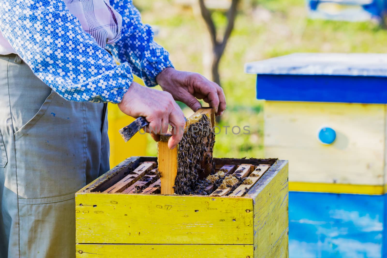 Beekeeping - Beekeeper checking hive by maggee