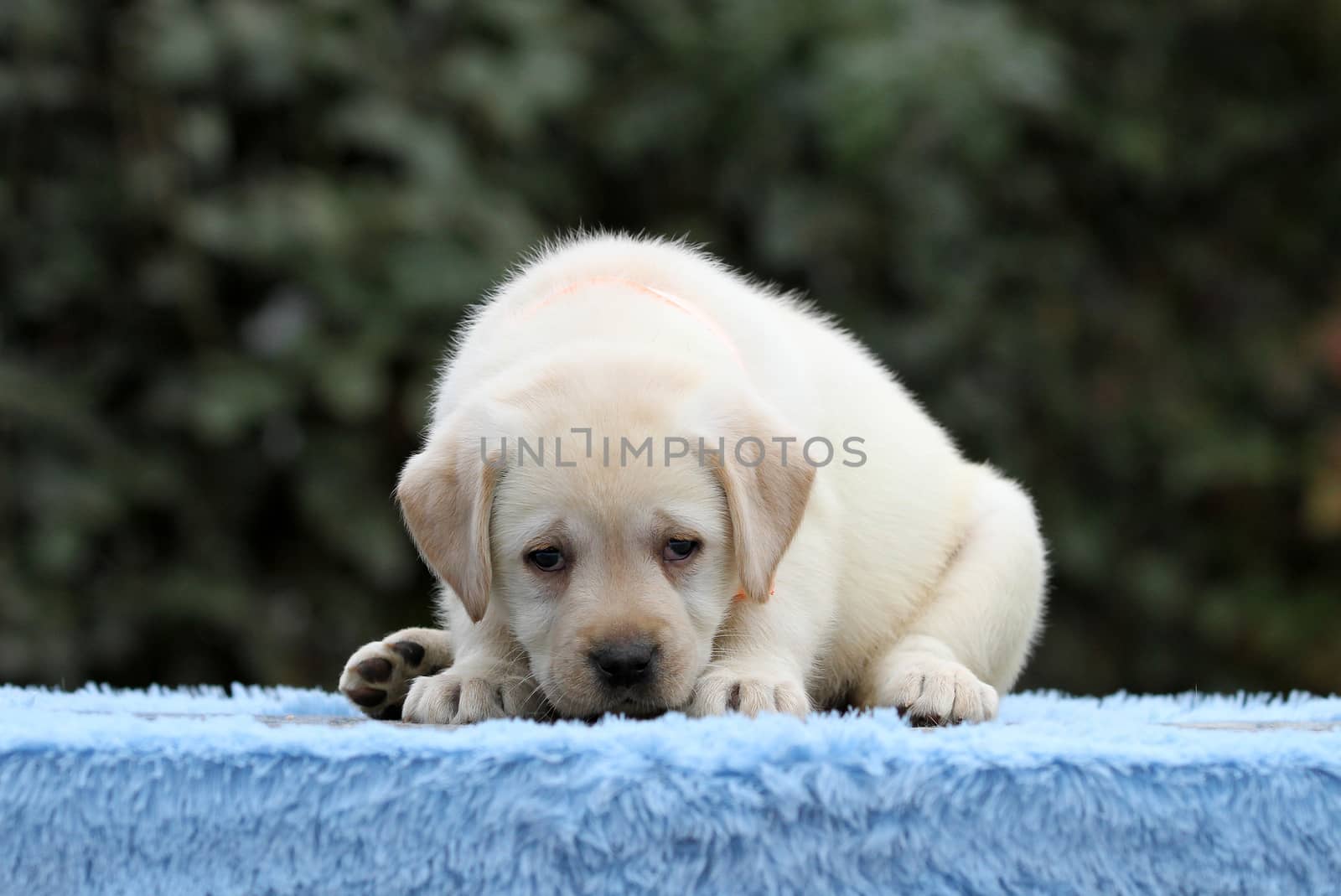nice little labrador puppy on a blue background