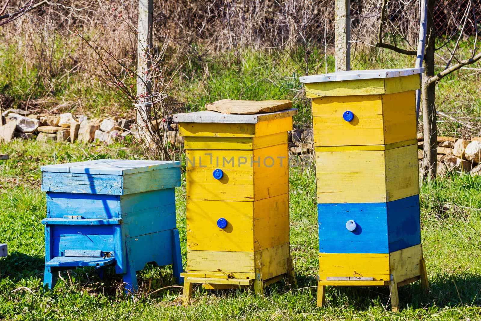 Blue and yellow beehives in garden.