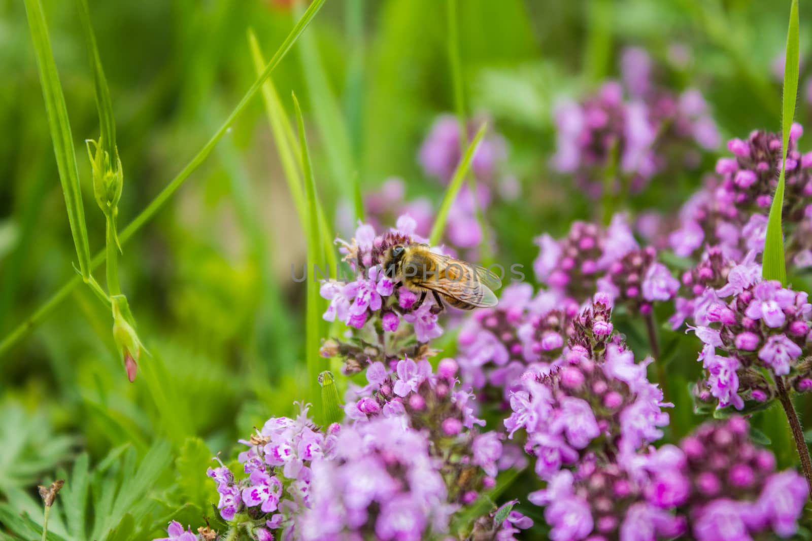 Working bee in Thymus herbal meadow by maggee