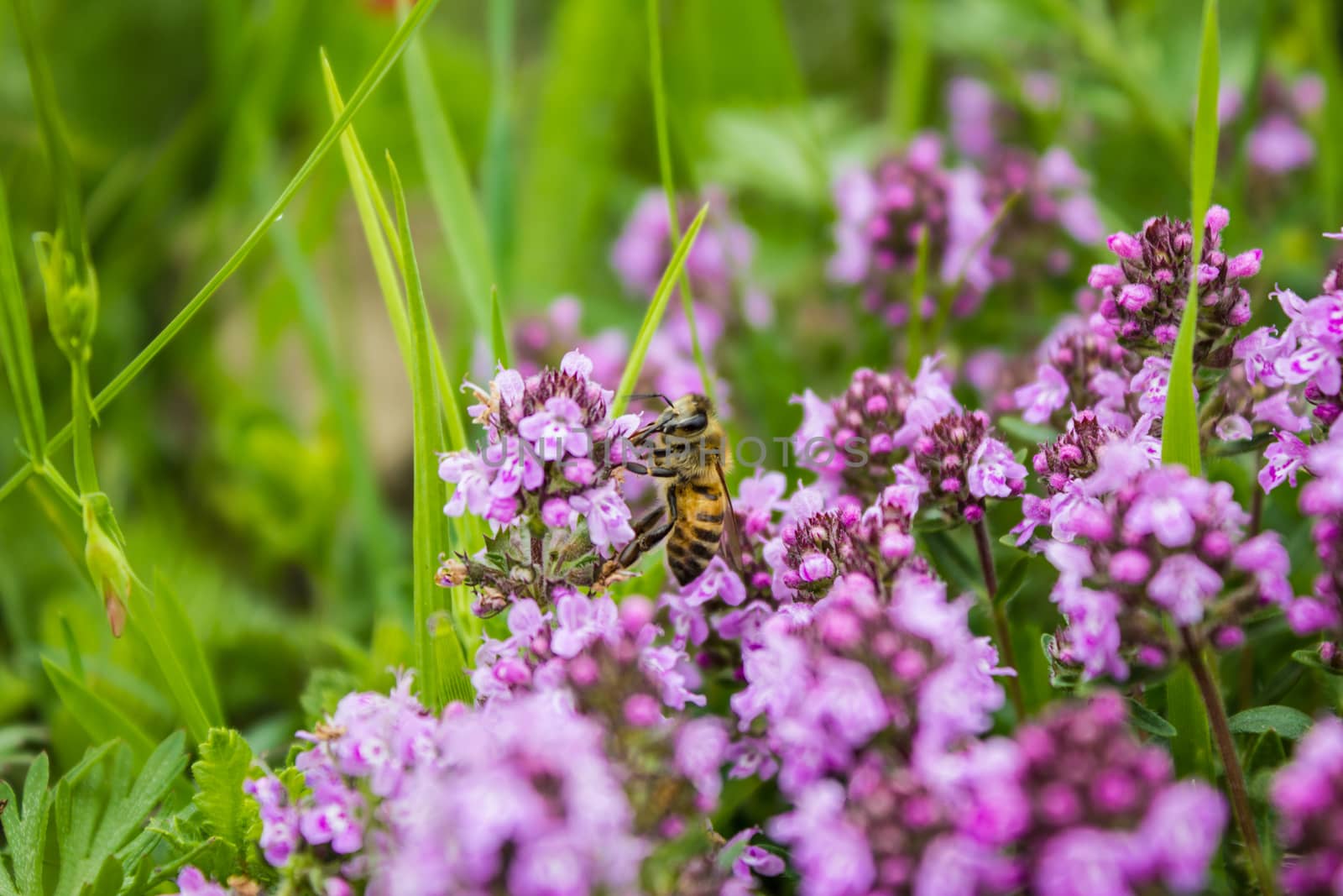 Working bee in Thymus herbal meadow by maggee