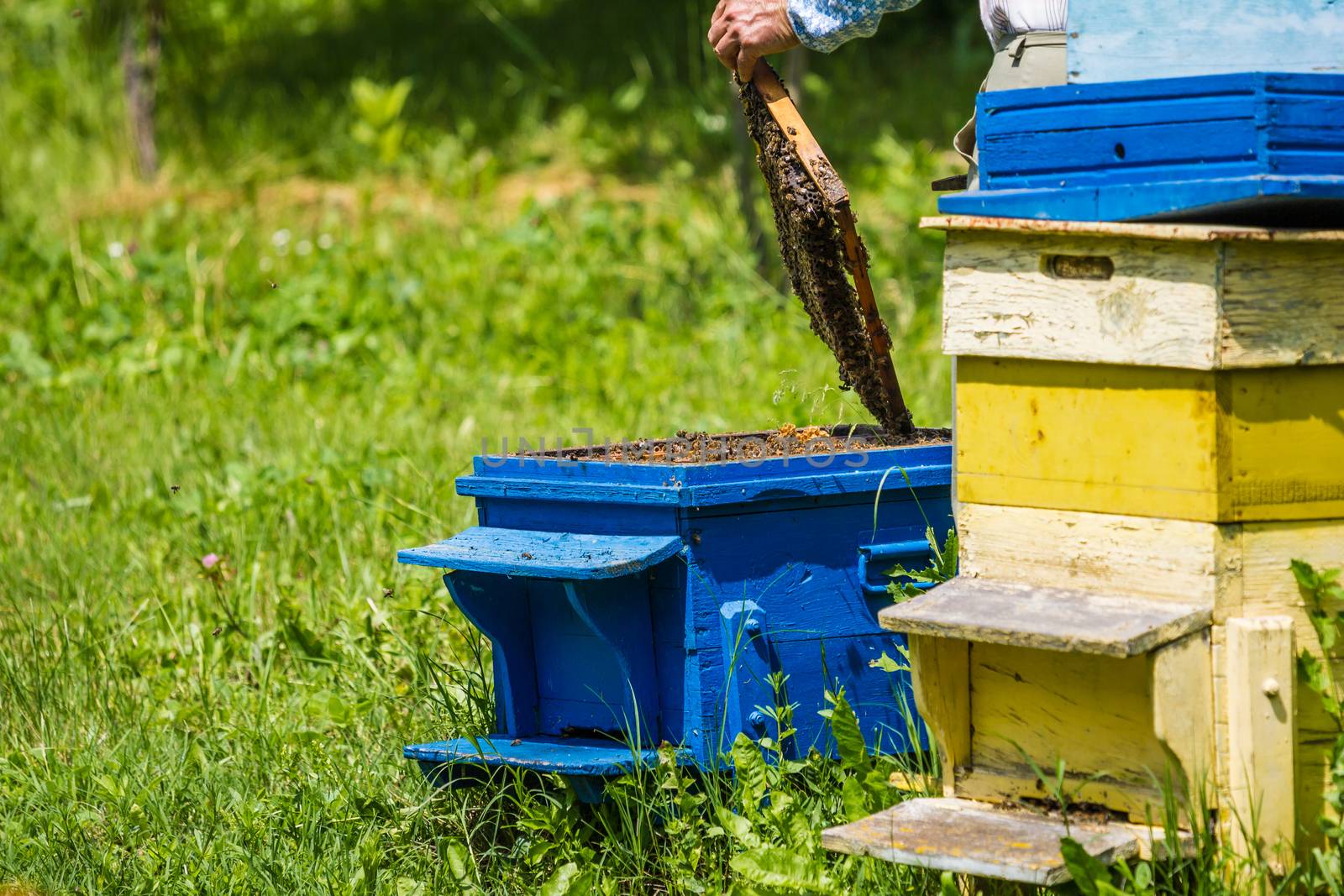Beekeeping - Beekeeper checking hive