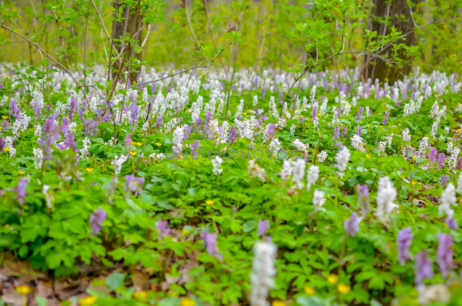 Scenic magical spring forest background of violet and white hollowroot Corydalis cava early spring wild flowers in bloom, with blurred trees in background