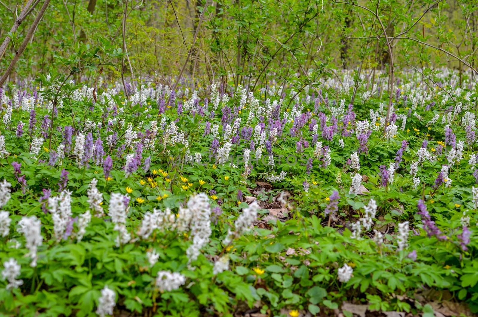Scenic magical spring forest background of violet and white hollowroot Corydalis cava early spring wild flowers in bloom, with blurred trees in background