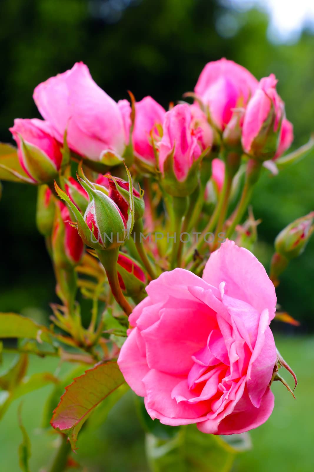 Red rose as a natural and holidays background, nature