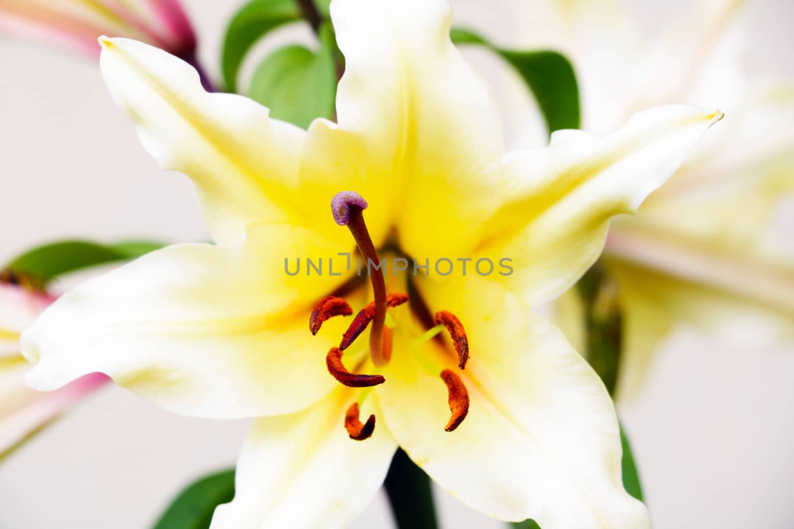 lily close up, fresh flowers in the garden, a bouquet of flowers for the holidays