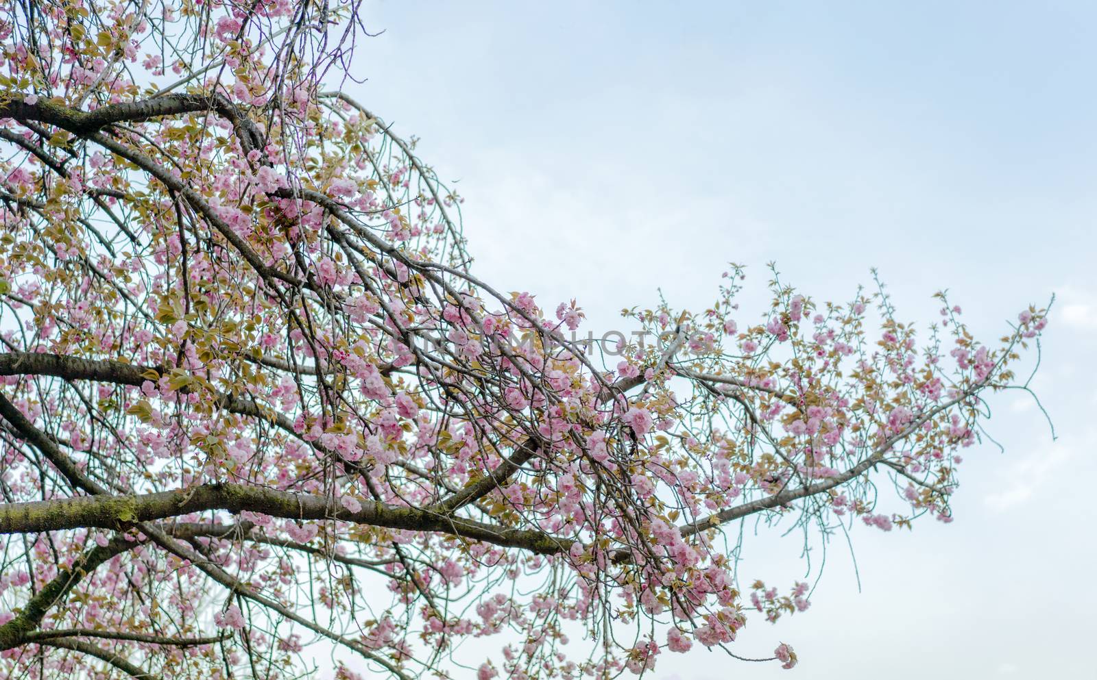 Cherry blossom of Asukayama Park in Tokyo. by kuremo