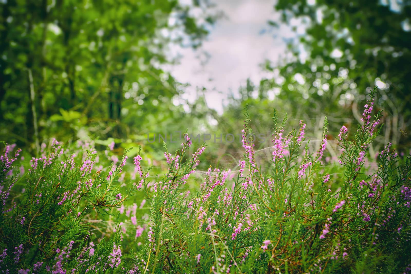 Wild heather in a green forest in the summer by Sportactive