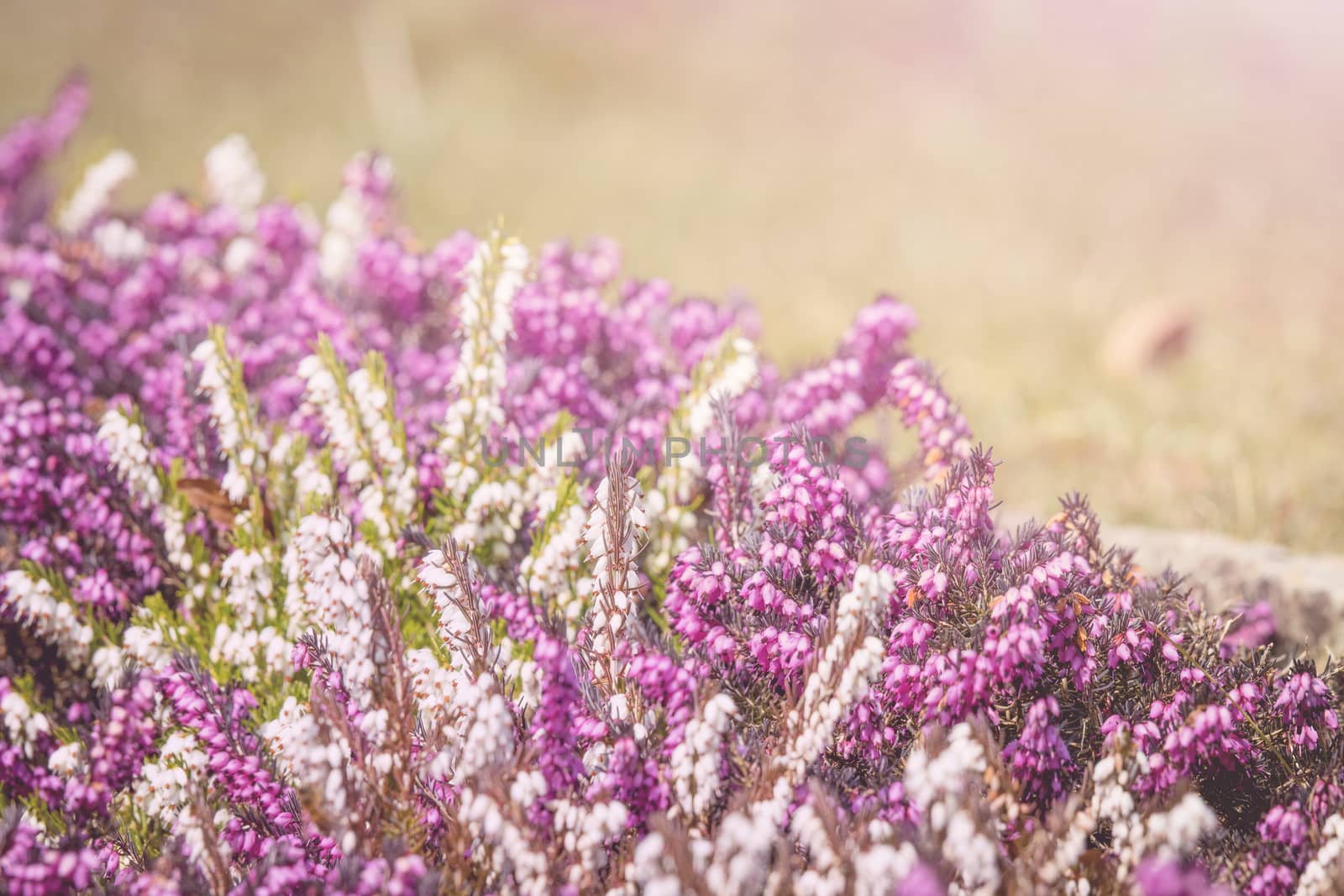 Heather blooming in the spring on a sunny day in a beautiful garden