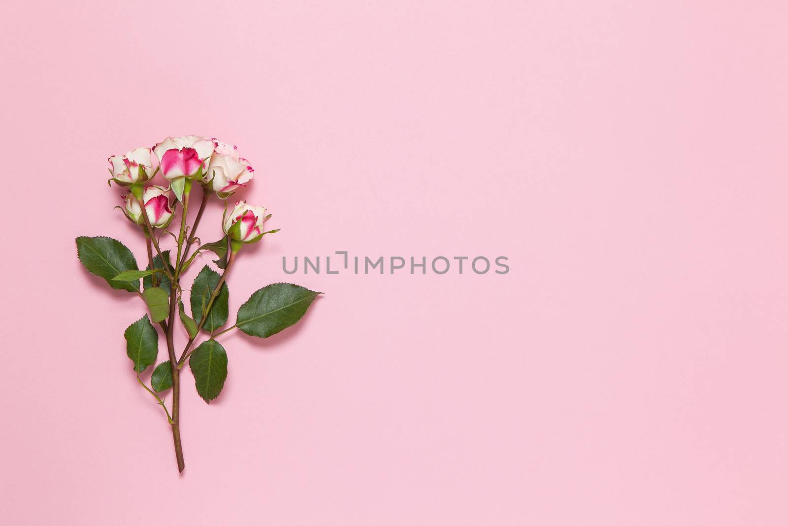 Sprig of small roses white red on pink background, copy space. Minimal style flat lay. For greeting card, invitation. March 8, February 14, birthday, Valentine's, Mother's, Women's day concept.