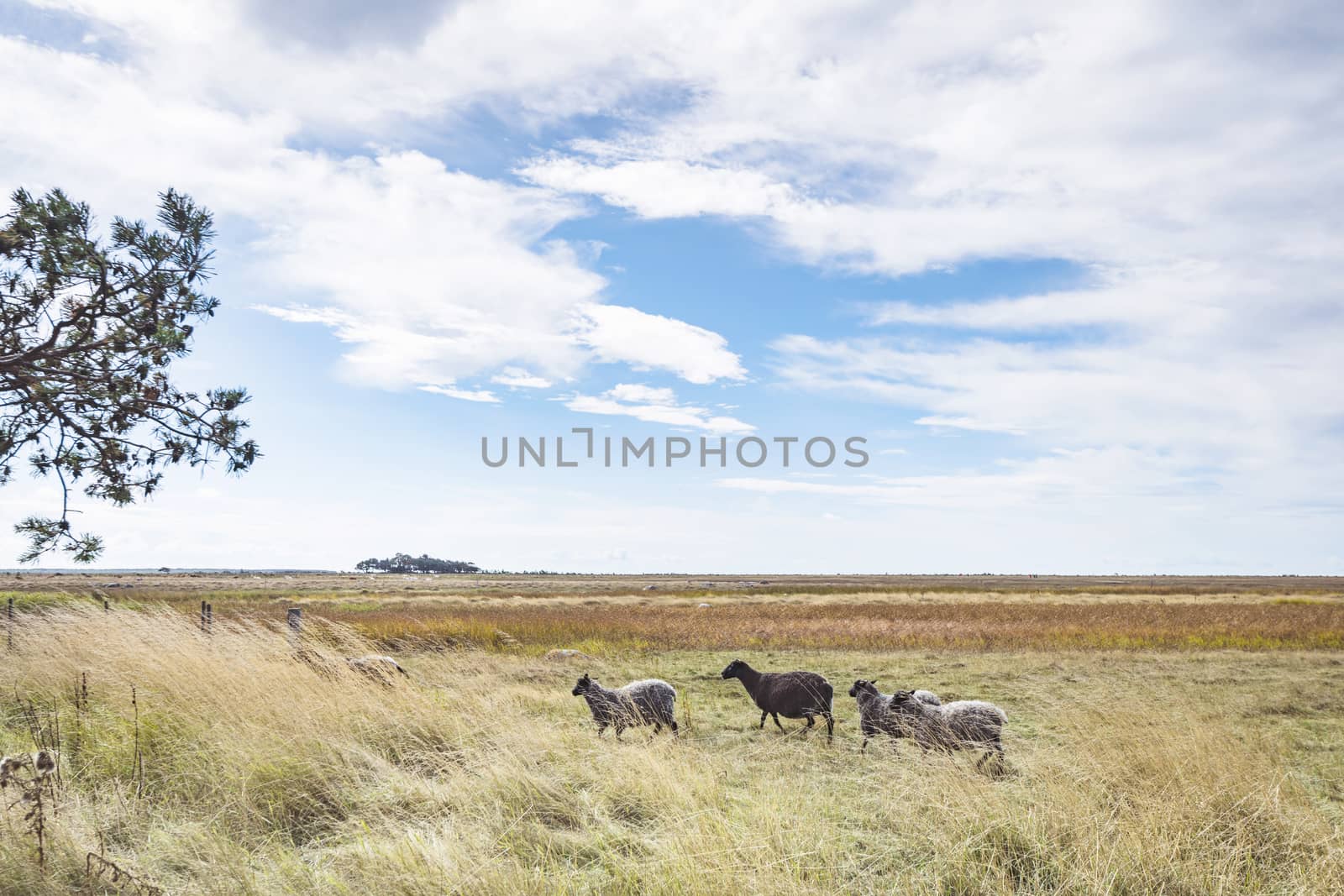 Sheep walking on a golden meadow under a blue sky in the summer