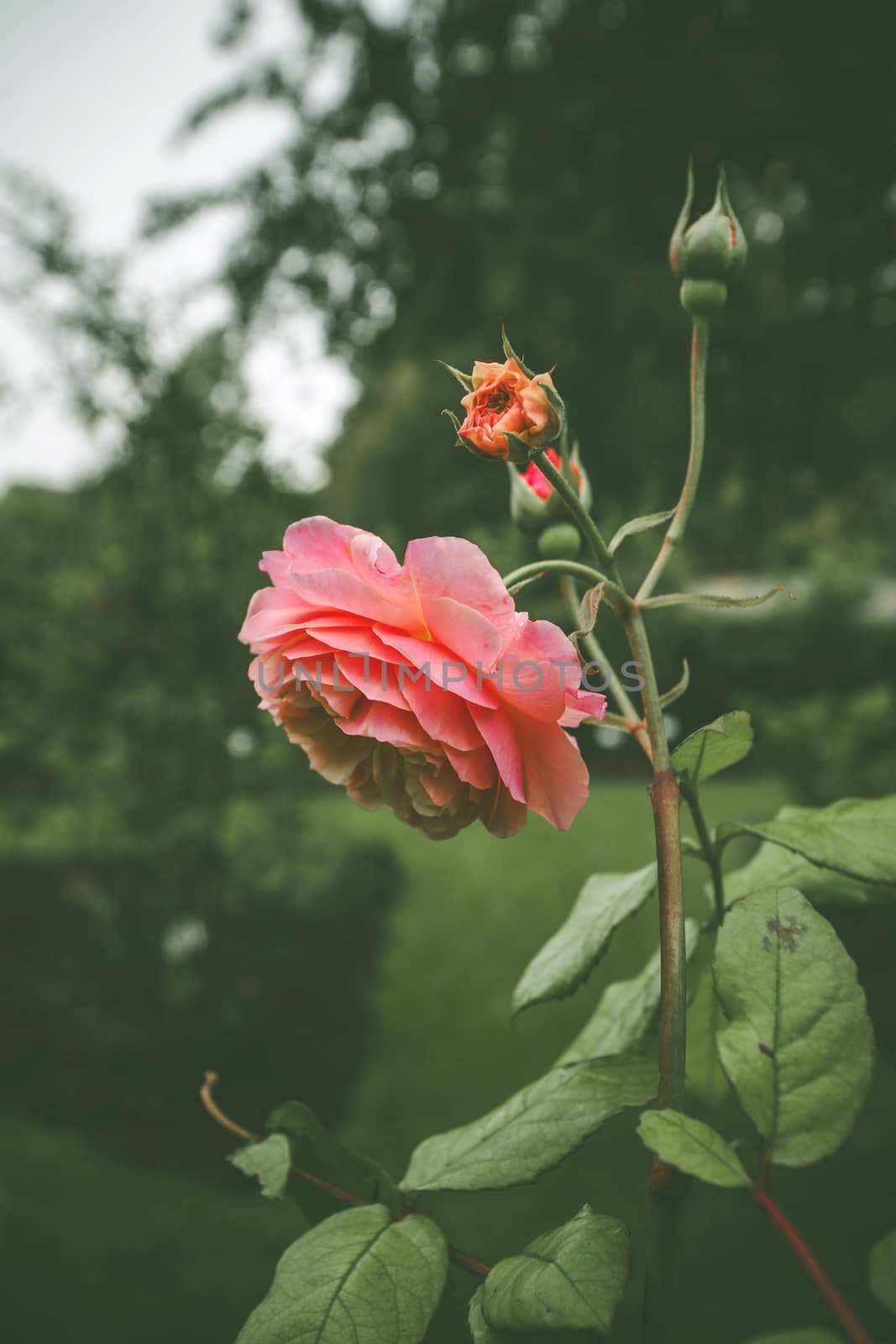 Pink rose in a green garden on a cloudy day by Sportactive