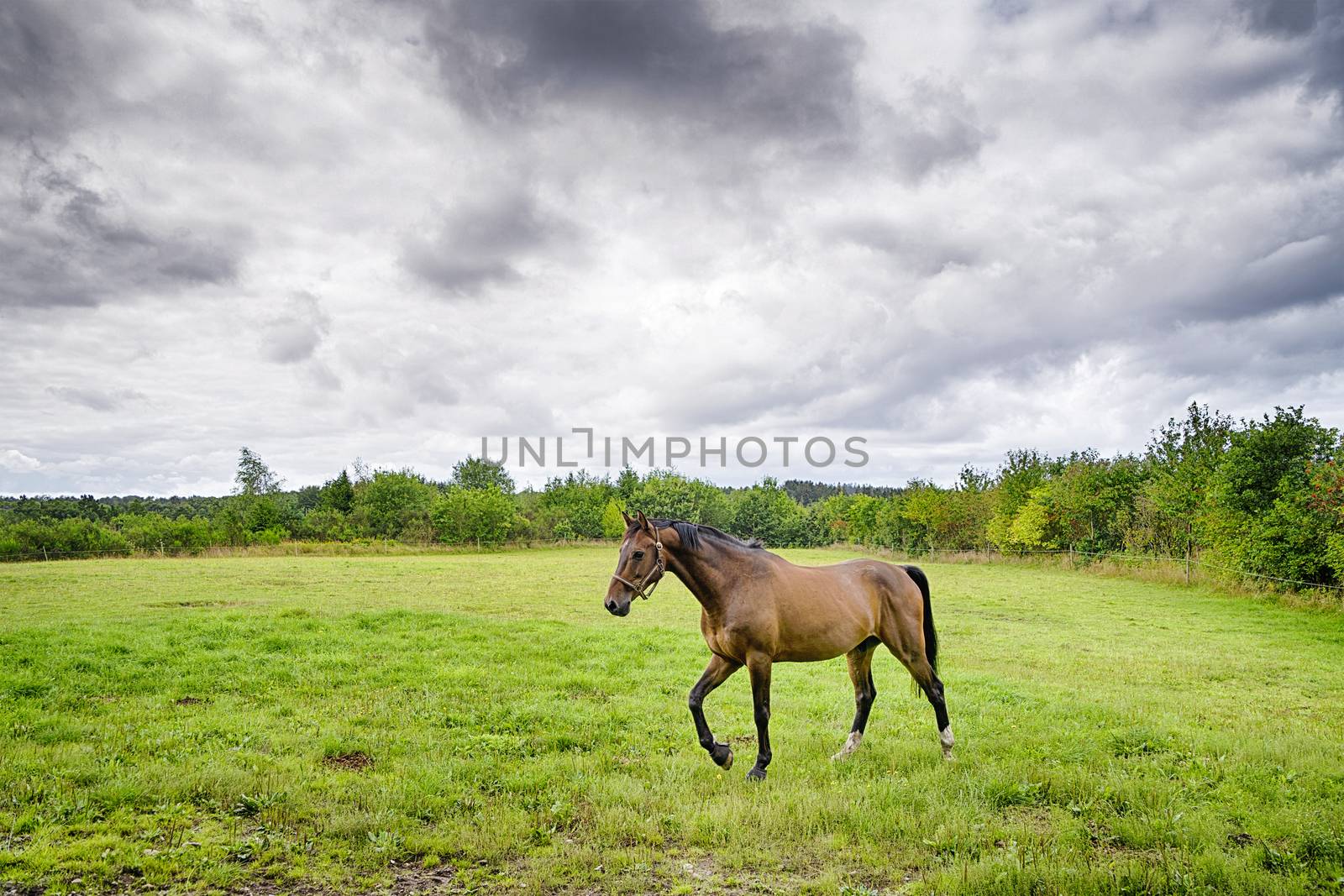 Brown horse walking on a green field in cloudy weather by Sportactive