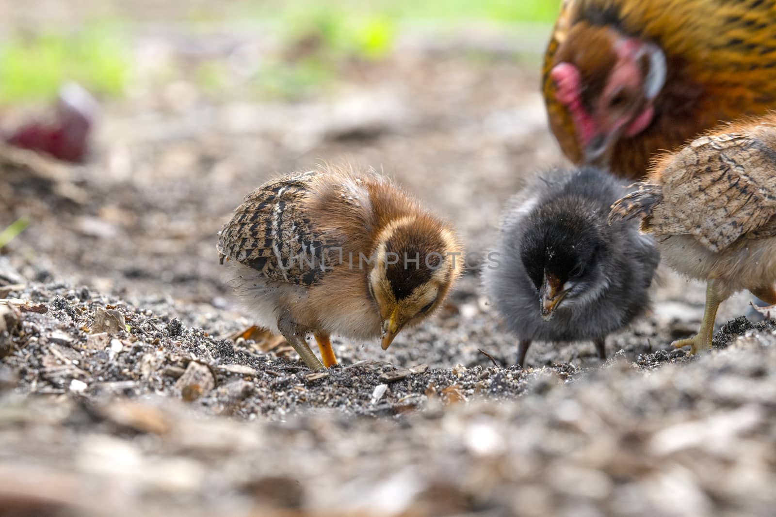 Chickens looking for food in a farm yard by Sportactive