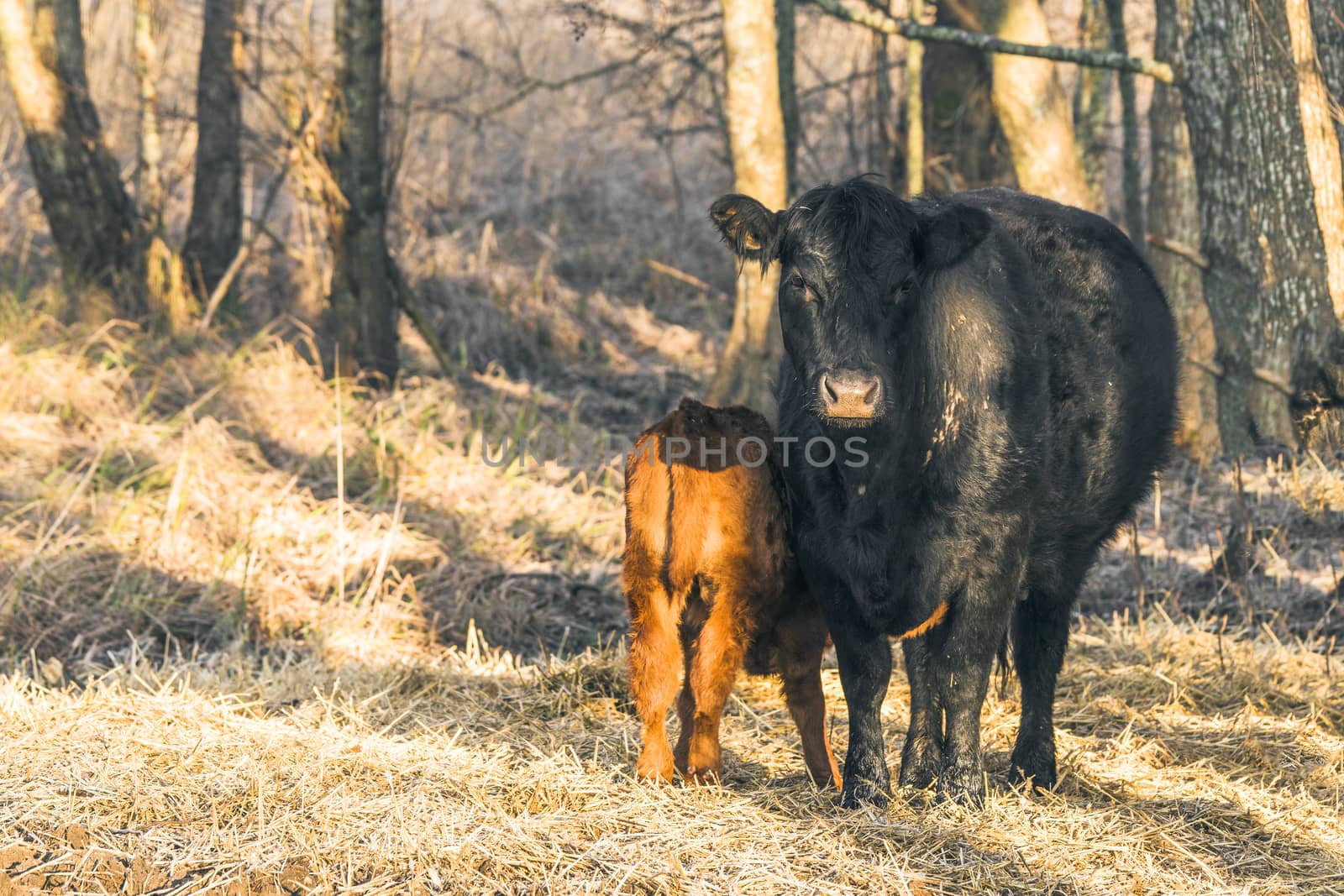 Calf with the mother cow near a forest with hay on the ground in the sun