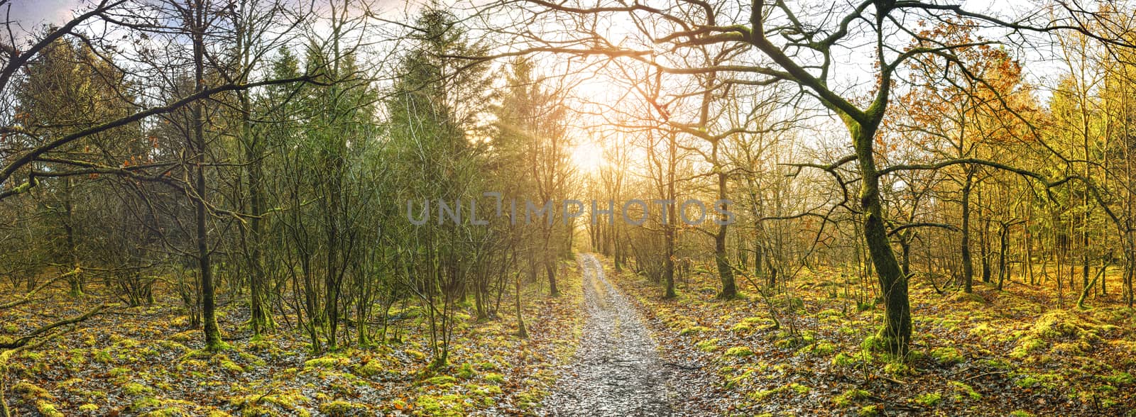 Panorama scenery with a trail going through a colorful forest in the fall