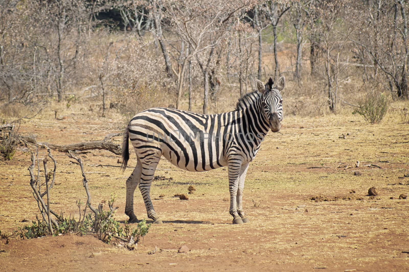 Zebra standing on the savannah looking straight ahead by Sportactive