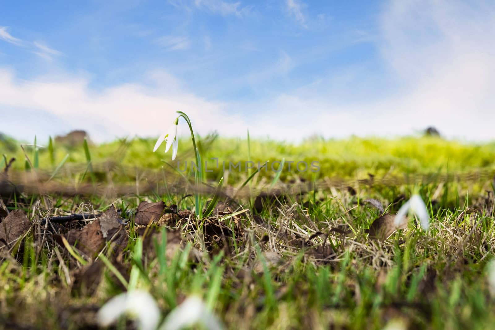 Snowdrop flowers on a green meadow in the spring under a blue sky