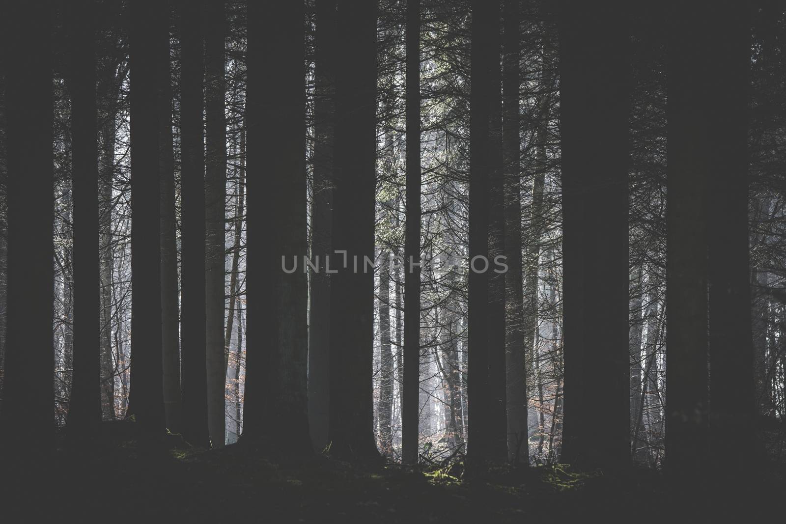 Dark forest with a clearing lighten up by the sun by Sportactive
