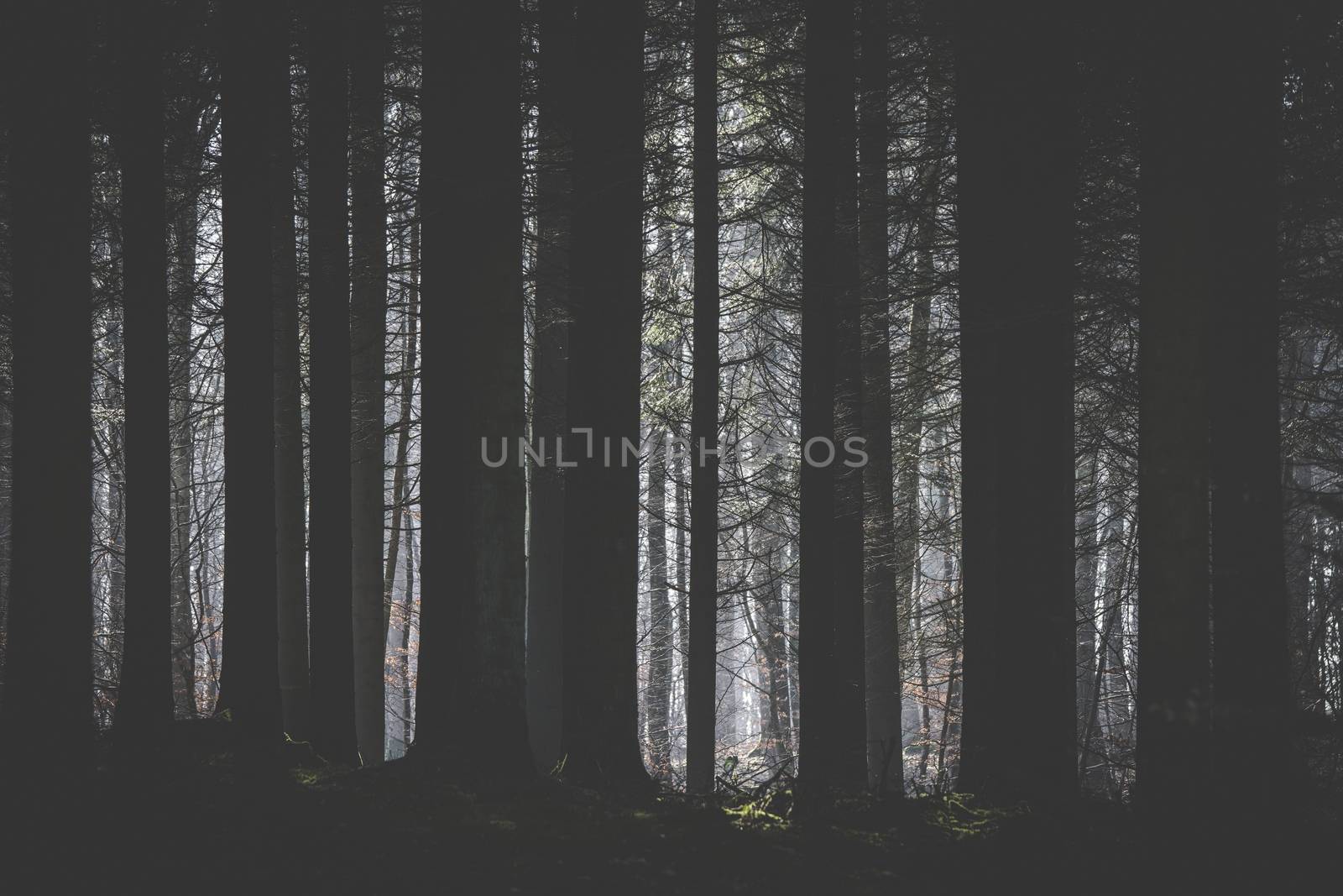 Dark forest with a clearing lighten up by the sun with tree silhouttes in the foreground