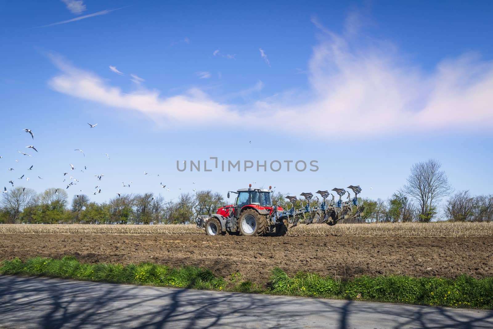 Red tractor ploughing a rural field in the spring with seagulls flying over the soil