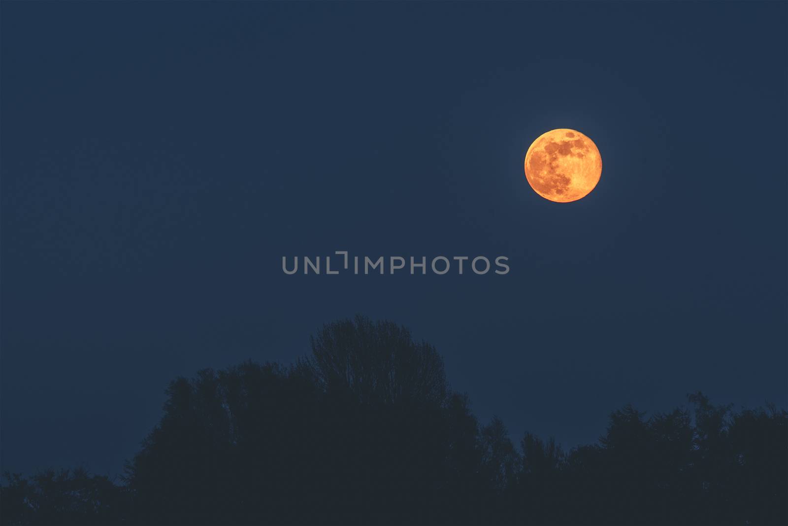 Golden moon in the dark night hanging over tree silhouettes on the blue night sky