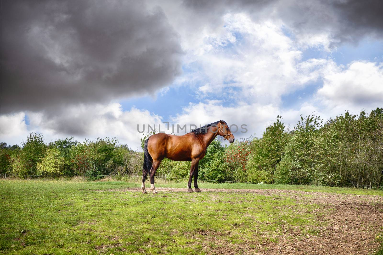 Brown horse standing on a green field in cloudy weather in the summer
