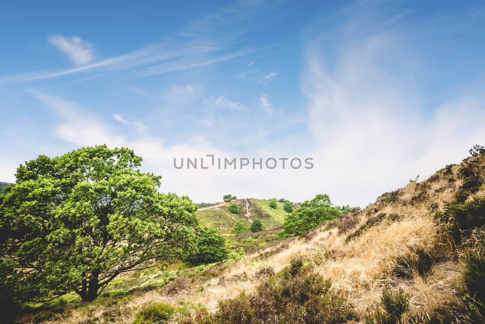 Green trees on a hill side in the summer with blue sky and dry grass