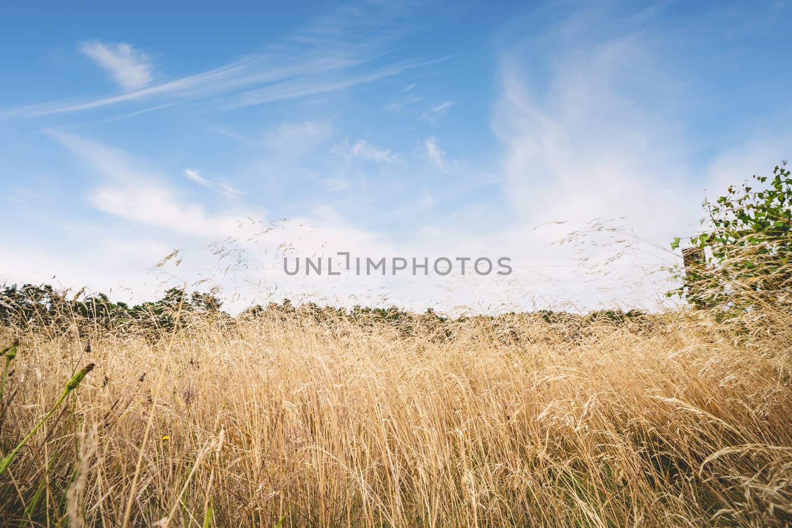 Tall dry grass in the summer under a blue sky by Sportactive