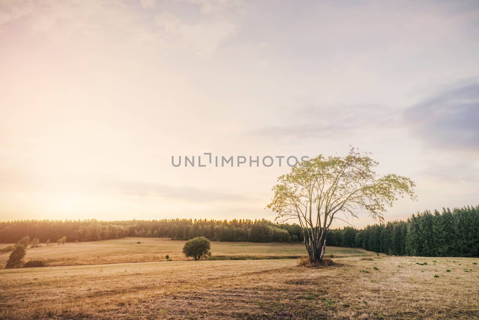 Beautiful sunset over dry fields in the summer with pine tree forest around