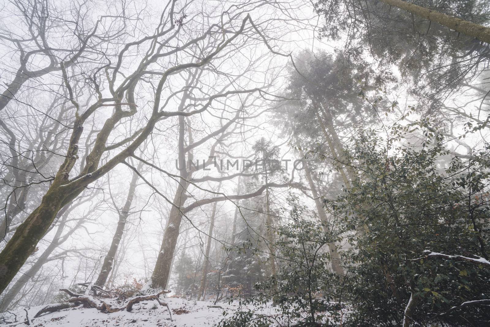 Misty forest in the winter with tall trees and long branches in the fog