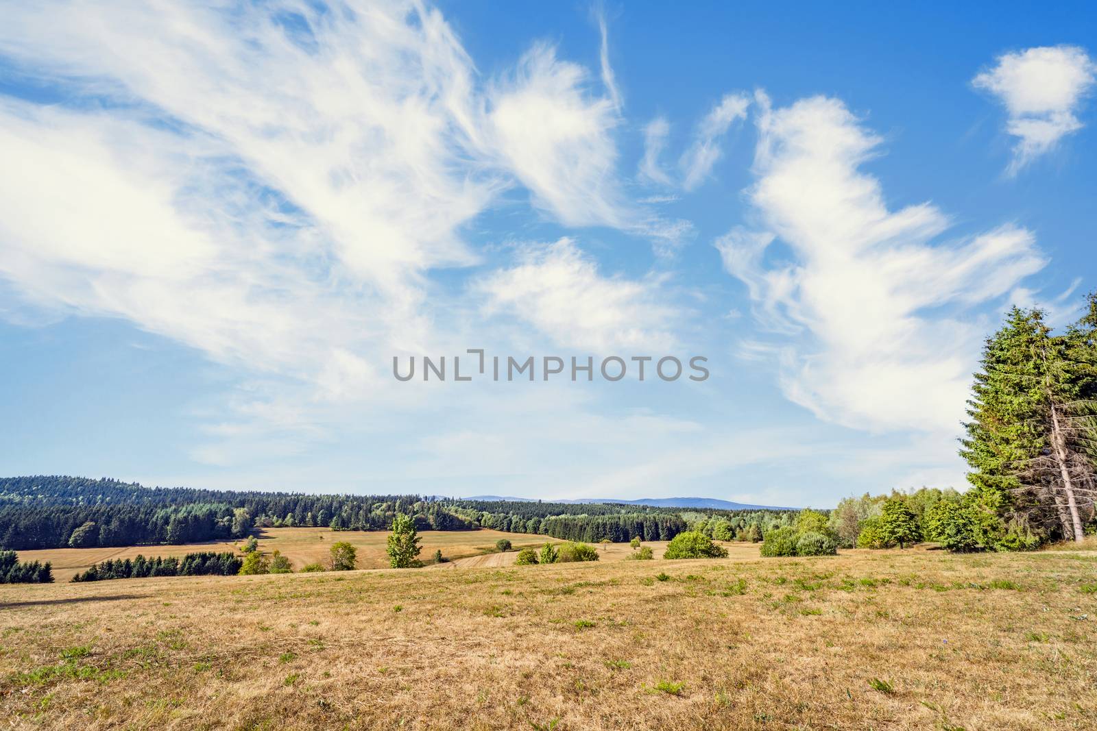 Dry plains on a hillside in the summer under a blue sky in Harz, Germany