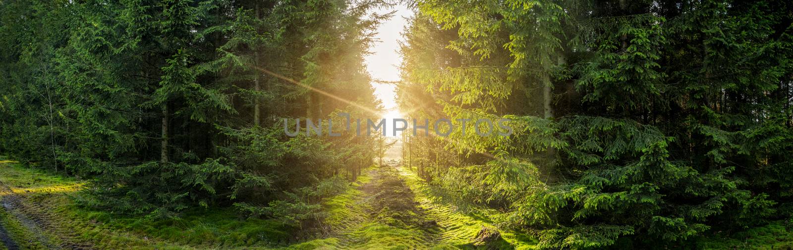 Green forest panorama scenery with sunlight shining through the pine trees an early morning