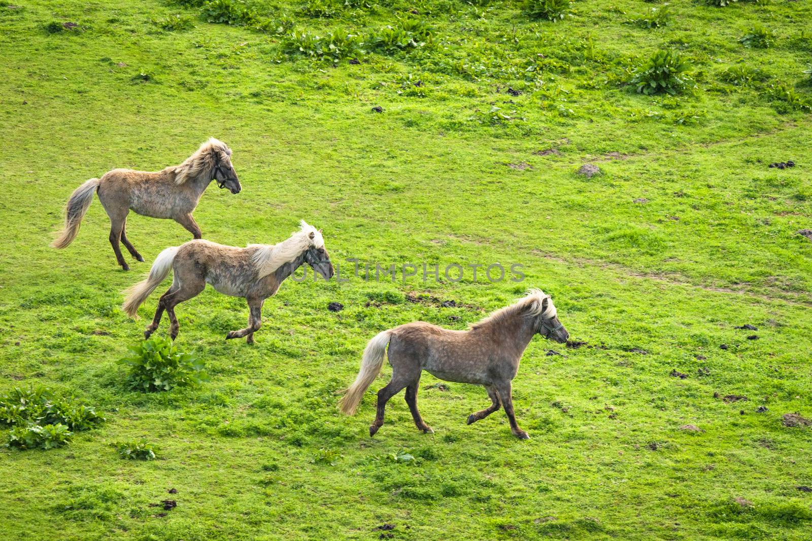 Three grey horses running wild on a green meadow by Sportactive