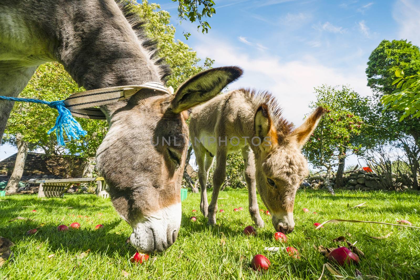 Two donkeys eating red apples in an idyllic garden in the summer