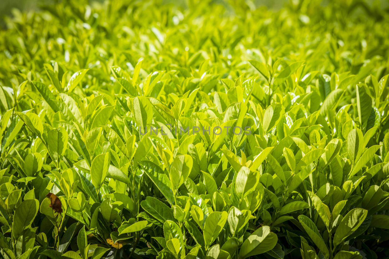 Cherry Laurel (Prunus laurocerasus) plant in green color in the summer sun