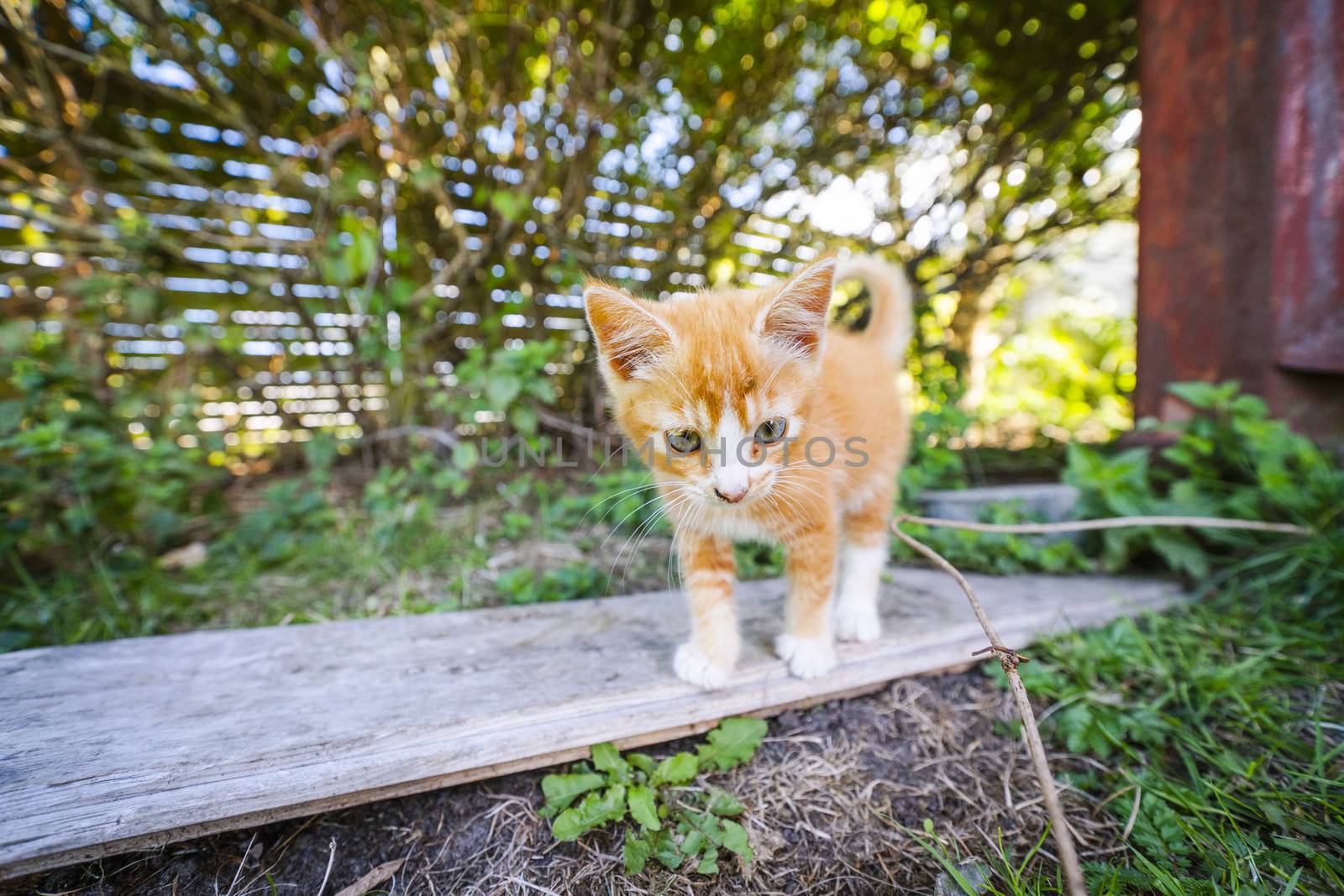 Cute kitten in orange color walking around in a garden in the springtime