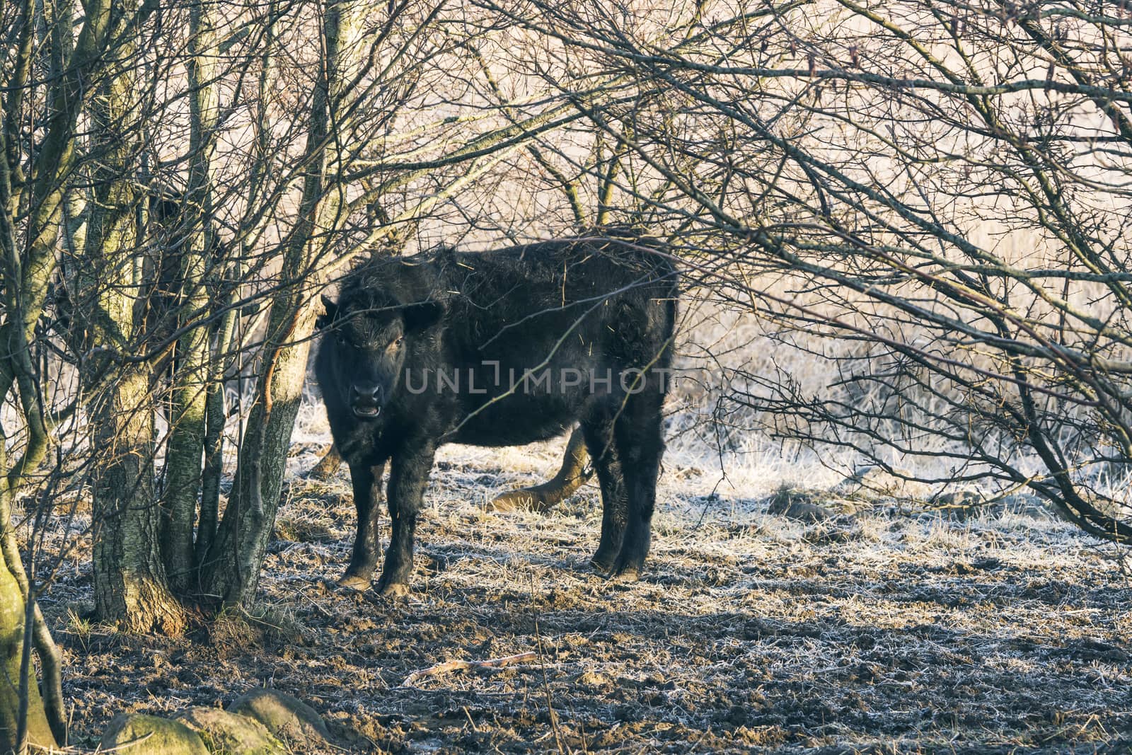 Black cow standing in some trees on a cold frosty wintere day with sunshine