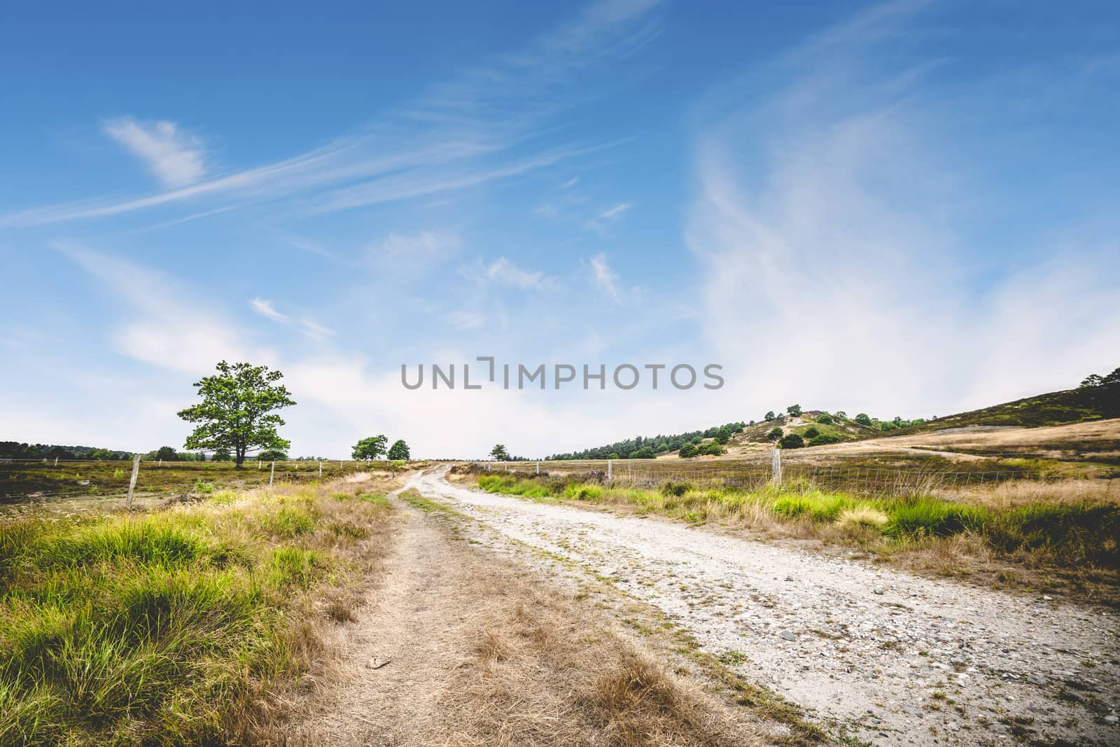 Dirt road with green grass by the roadside under a blue sky ind the summer