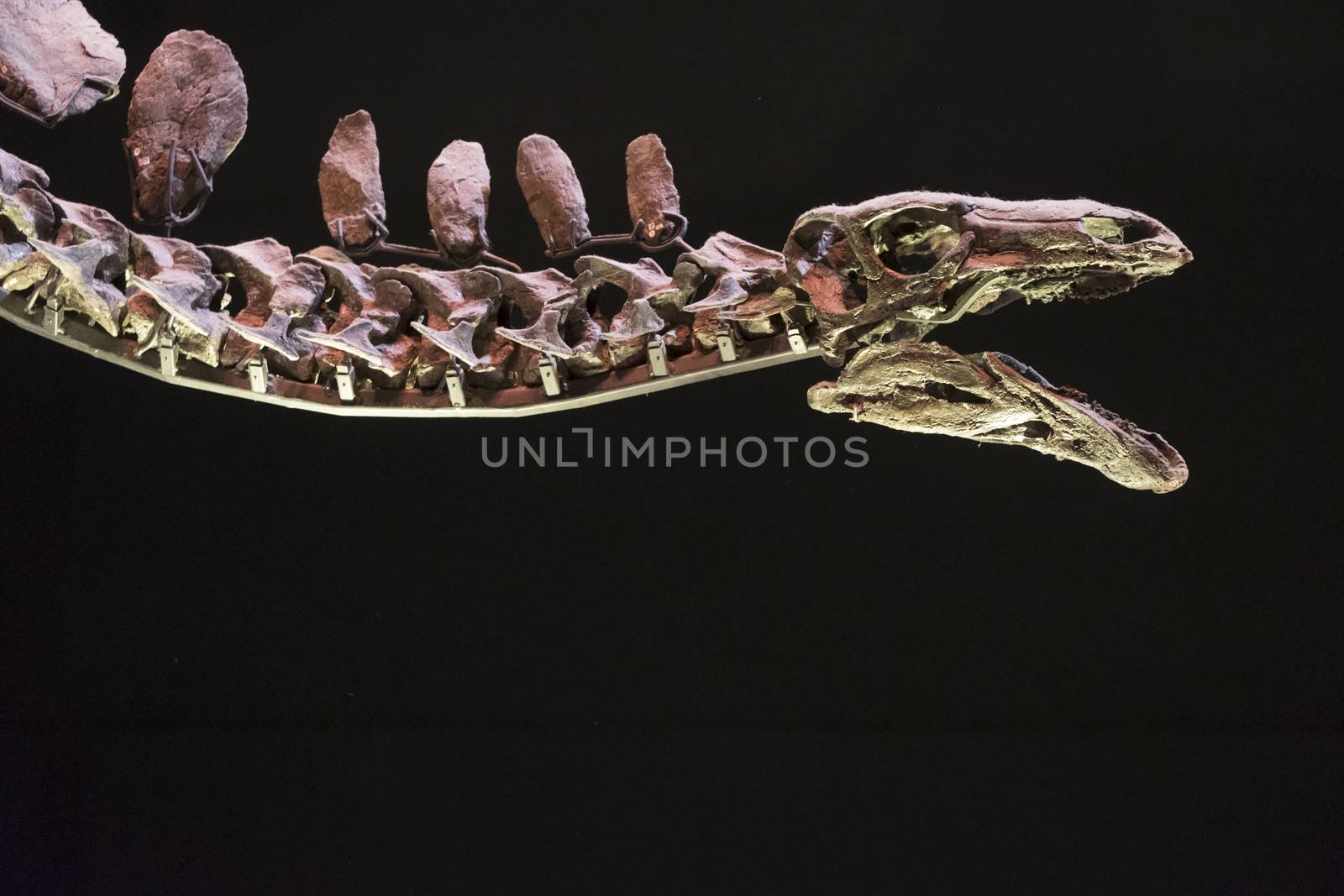 Close up of the head of a Stegosaurus Dinosaur