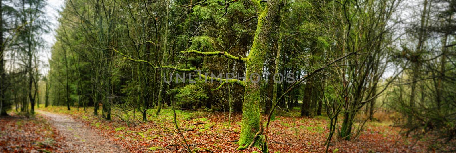 Forest panorama scenery with a tree by Sportactive